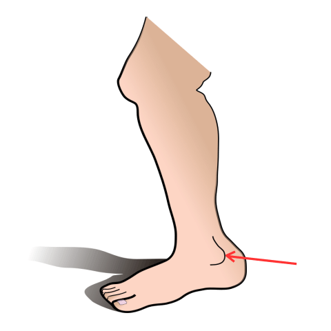 Ankle