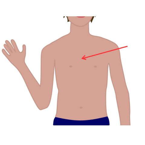 Chest