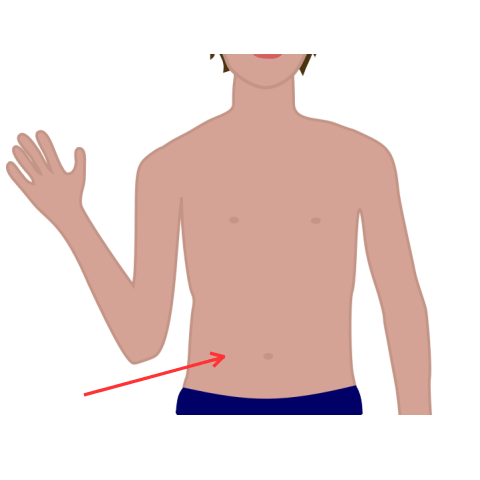 Stomach